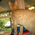 Sunny,Savannah, F-7B, Ginger Spotted, Male DOB 6-8-17