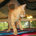 Sunny,Savannah, F-7B, Ginger Spotted, Male DOB 6-8-17