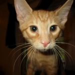 Sunny,Savannah, F-7B, Ginger Spotted, Male DOB 6-8-17