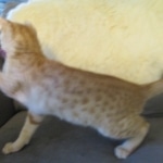 Sunny,Savannah, F-7B, Ginger Spotted, Male DOB 6-8-17