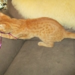 Sunny,Savannah, F-7B, Ginger Spotted, Male DOB 6-8-17