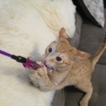 Sunny,Savannah, F-7B, Ginger Spotted, Male DOB 6-8-17