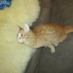 Sunny,Savannah, F-7B, Ginger Spotted, Male DOB 6-8-17