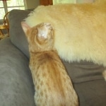 Sunny,Savannah, F-7B, Ginger Spotted, Male DOB 6-8-17