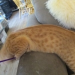 Sunny,Savannah, F-7B, Ginger Spotted, Male DOB 6-8-17