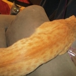 Sunny,Savannah, F-7B, Ginger Spotted, Male DOB 6-8-17