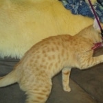 Sunny,Savannah, F-7B, Ginger Spotted, Male DOB 6-8-17