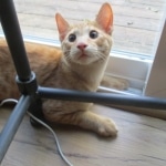 Sunny,Savannah, F-7B, Ginger Spotted, Male DOB 6-8-17