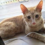 Sunny,Savannah, F-7B, Ginger Spotted, Male DOB 6-8-17