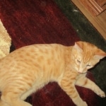 Sunny,Savannah, F-7B, Ginger Spotted, Male DOB 6-8-17