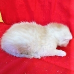 Savannah, F-7B, Male, Dilute Ginger DOB 1-19-19