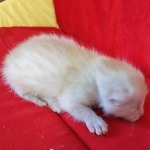 Savannah, F-7B, Male, Dilute Ginger DOB 1-19-19