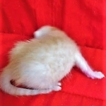 Savannah, F-7B, Male, Dilute Ginger DOB 1-19-19