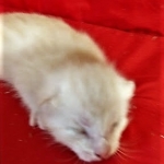 Savannah, F-7B, Male, Dilute Ginger DOB 1-19-19