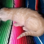 Savannah, F-7B, Male, Dilute Ginger DOB 1-19-19