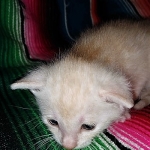 Savannah, F-7B, Male, Dilute Ginger DOB 1-19-19