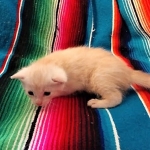 Savannah, F-7B, Male, Dilute Ginger DOB 1-19-19