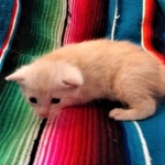 Savannah, F-7B, Male, Dilute Ginger DOB 1-19-19