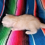 Savannah, F-7B, Male, Dilute Ginger DOB 1-19-19