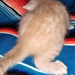 Savannah, F-7B, Male, Dilute Ginger DOB 1-19-19