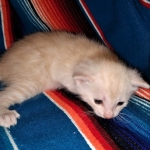 Savannah, F-7B, Male, Dilute Ginger DOB 1-19-19