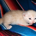 Savannah, F-7B, Male, Dilute Ginger DOB 1-19-19