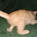 Savannah, F-7B, Male, Dilute Ginger DOB 1-19-19