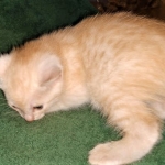 Savannah, F-7B, Male, Dilute Ginger DOB 1-19-19