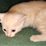 Savannah, F-7B, Male, Dilute Ginger DOB 1-19-19