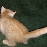 Savannah, F-7B, Male, Dilute Ginger DOB 1-19-19