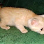 Savannah, F-7B, Male, Dilute Ginger DOB 1-19-19