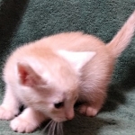 Savannah, F-7B, Male, Dilute Ginger DOB 1-19-19