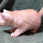 Savannah, F-7B, Male, Dilute Ginger DOB 1-19-19