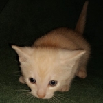 Savannah, F-7B, Male, Dilute Ginger DOB 1-19-19