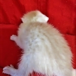 Savannah, F-7B, Male, Dilute Ginger DOB 1-19-19