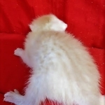 Savannah, F-7B, Male, Dilute Ginger DOB 1-19-19