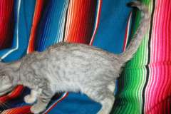 Silver, Savannah, F-7B Silver female #2 DOB 5-23-17