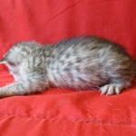 Savannah, Silver, Female DOB 5-23-27