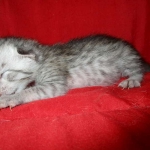 Savannah, Silver, Female DOB 5-23-27