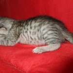 Savannah, Silver, Female DOB 5-23-27