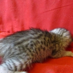 Savannah, Silver, Female DOB 5-23-27