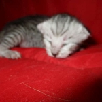 Savannah, Silver, Female DOB 5-23-27