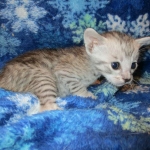 Savannah, Silver, Female DOB 5-23-27