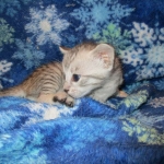 Savannah, Silver, Female DOB 5-23-27