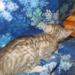 Savannah, Silver, Female DOB 5-23-27