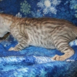 Savannah, Silver, Female DOB 5-23-27