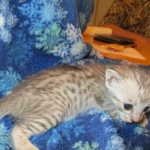 Savannah, Silver, Female DOB 5-23-27