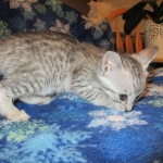 Savannah, Silver, Female DOB 5-23-27