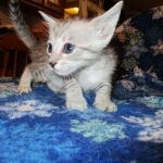 Savannah, Silver, Female DOB 5-23-27