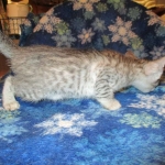 Savannah, Silver, Female DOB 5-23-27